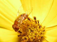 Copestylum sexmaculatum