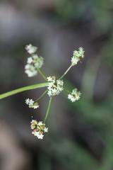 Platysace filiformis
