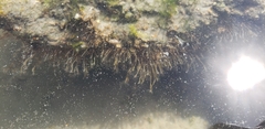 Ectopleura crocea
