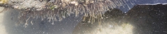 Ectopleura crocea