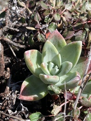 Dudleya farinosa