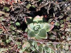 Dudleya farinosa