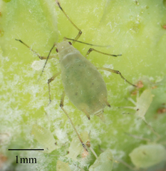 Hyperomyzus lactucae