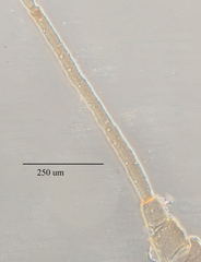 Hyperomyzus lactucae