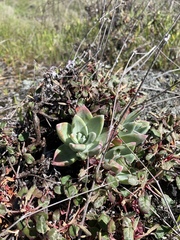 Dudleya farinosa