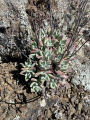 Dudleya farinosa