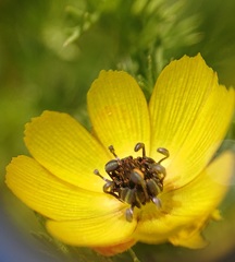 Adonis microcarpa