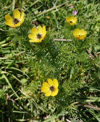 Adonis microcarpa