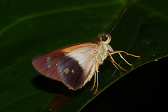 Calpodes longirostris