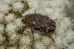 Euphoria leucographa