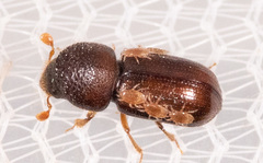 Trypodendron