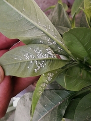 Bemisia argentifolii