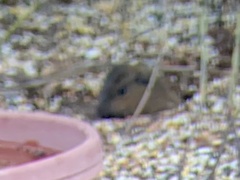 Thomomys umbrinus