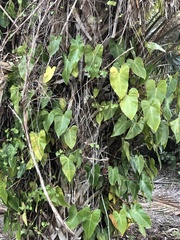Philodendron hederaceum