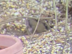 Thomomys umbrinus