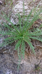 Reseda suffruticosa