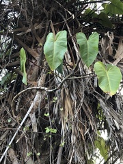 Philodendron hederaceum