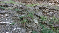 Reseda suffruticosa