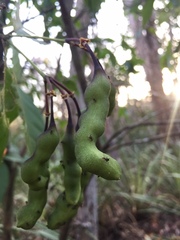 Capparidastrum frondosum