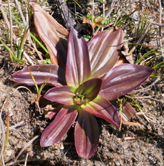 Plantago subnuda
