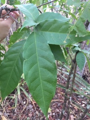 Capparidastrum frondosum