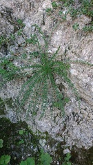 Reseda suffruticosa