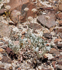 Eriogonum diatomaceum