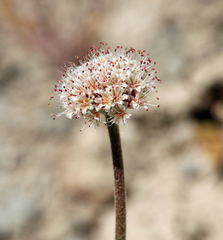 Eriogonum diatomaceum
