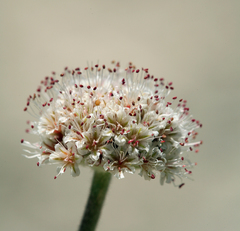 Eriogonum diatomaceum