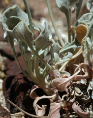 Eriogonum diatomaceum