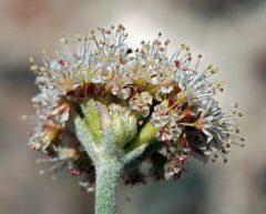Eriogonum diatomaceum