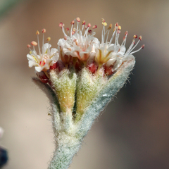 Eriogonum diatomaceum