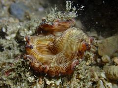 Pseudobiceros fulgor