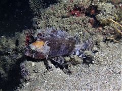 Centrogenys vaigiensis