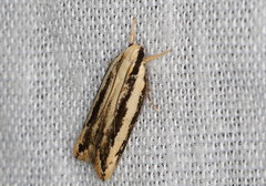 Ardozyga chionoprora