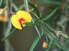 Bossiaea linophylla