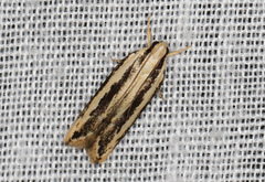 Ardozyga chionoprora