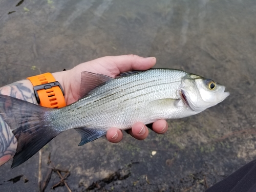 White Bass
