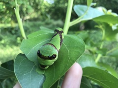 Papilio menatius victorinus