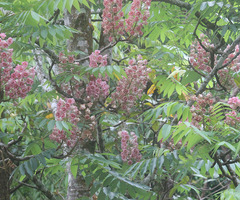 Bretschneidera sinensis