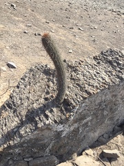 Haageocereus acranthus