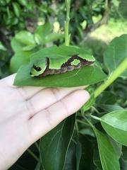 Papilio menatius victorinus