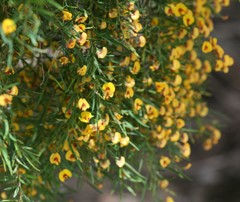 Bossiaea linophylla