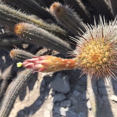 Haageocereus acranthus