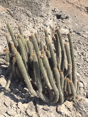 Haageocereus acranthus