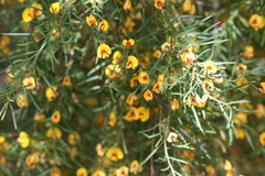 Bossiaea linophylla