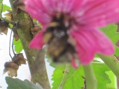 Bombus robustus