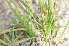 Carex umbellata