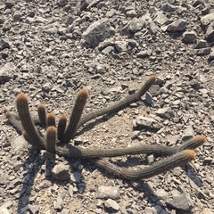 Haageocereus acranthus