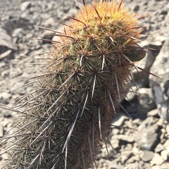 Haageocereus acranthus